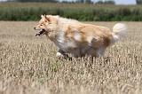 CHIEN FINNOIS DE LAPONIE 711